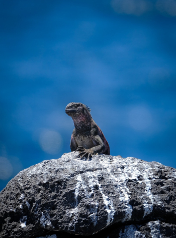 Lizard On Stone Lizard On Stone