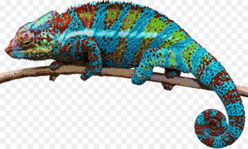 Lizard Reptile Chameleons Green iguana Portable Network Graphics - lizard 