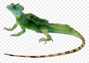 Lizard Reptile Plumed basilisk Common basilisk Green iguana -  