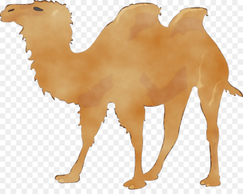Llama Llama