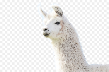 Llama Llama