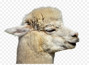 Llama Llama