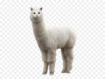 Llama Alpaca Cat Animal - others Llama Alpaca Cat Animal - others