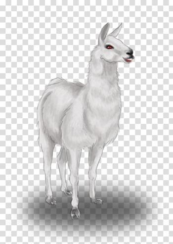 Llama Drawing Pack animal Animal Husbandry, Lama animal transparent background PNG clipart