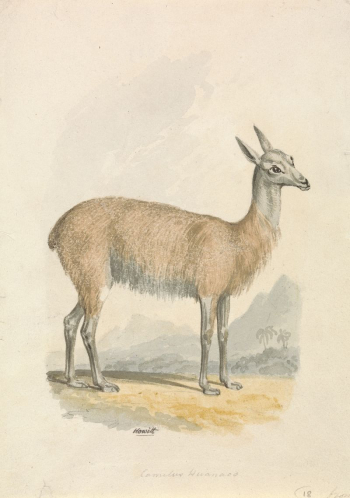 Llama | Free Photo - rawpixel Llama | Free Photo - rawpixel