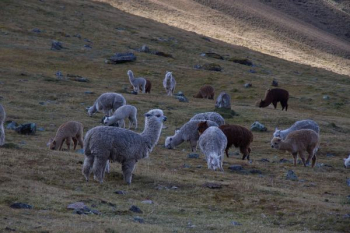 llama of green field llama of green field