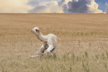 Llama Sitting on Grass Field Llama Sitting on Grass Field