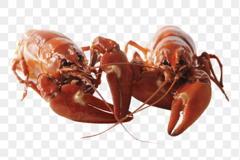 Lobster png seafood sticker, transparent | Free PNG - rawpixel