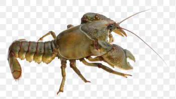 Lobster png sticker, seafood image | Free PNG - rawpixel