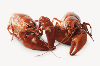 Lobster seafood collage element psd | Free PSD - rawpixel