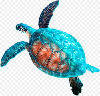 Loggerhead sea turtle Car rental Hanauma Bay - turtle Loggerhead sea turtle Car rental Hanauma Bay - turtle