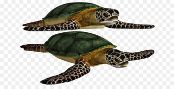 Loggerhead sea turtle Green sea turtle Image - turtle Loggerhead sea turtle Green sea turtle Image - turtle
