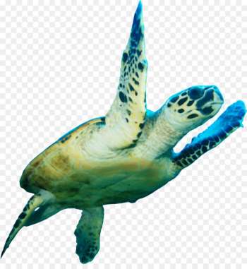 Loggerhead sea turtle Icon - Sea turtle Loggerhead sea turtle Icon - Sea turtle