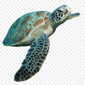 Loggerhead sea turtle Tortoise - Sea turtle Loggerhead sea turtle Tortoise - Sea turtle