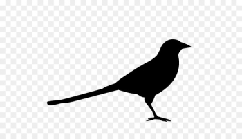 Logo Design American crow Eurasian magpie Silhouette - Logo Design American crow Eurasian magpie Silhouette -