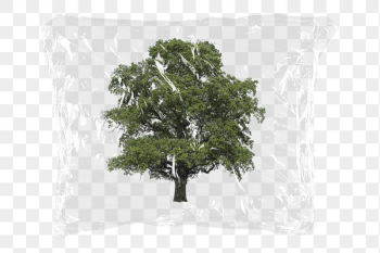 Lone tree png plastic bag | Free PNG - rawpixel