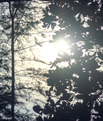 Lonely autumn bare | Free stock photo - 67997 Lonely autumn bare | Free stock photo - 67997