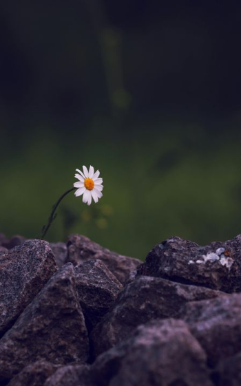 Lonely Daisy on Rocky Outcrop Lonely Daisy on Rocky Outcrop