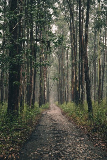 Long Forest Path Long Forest Path