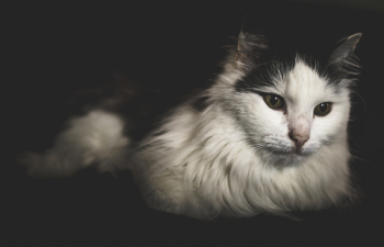 Long-fur White and Black Cat Long-fur White and Black Cat
