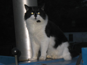 LONG-HAIR BLACK/WHITE MALE KITTY... GORGEOUS GREEN EYES NEEDS YOUR ...