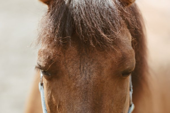 Long Horse Face Long Horse Face