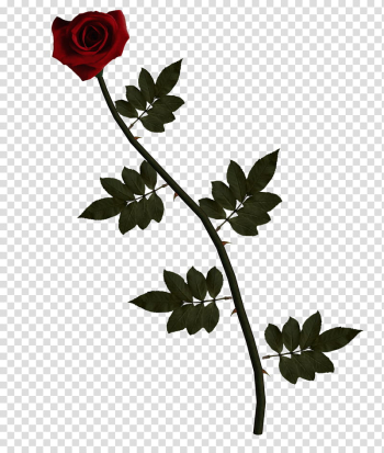 Long Stem Red Rose, red rose flower transparent background PNG clipart