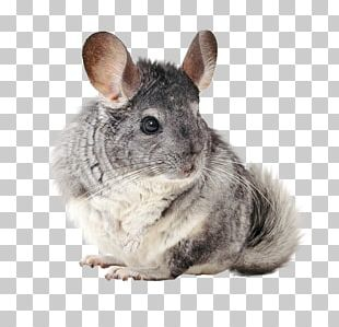Long Tailed Chinchilla PNG Images, Long Tailed Chinchilla Clipart ...