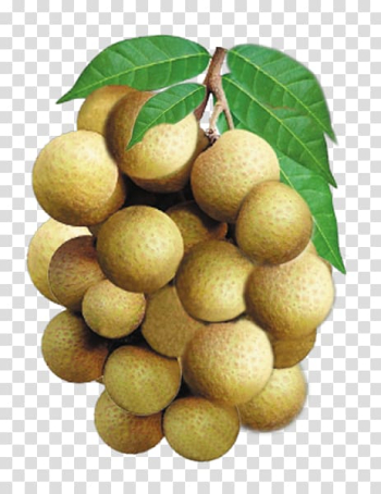 Longan Fruit English Vegetable Vocabulary, others transparent background PNG clipart Longan Fruit English Vegetable Vocabulary, others transparent background PNG clipart