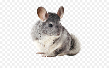 Longtailed Chinchilla Chinchilla png download - 563*545 - Free ...