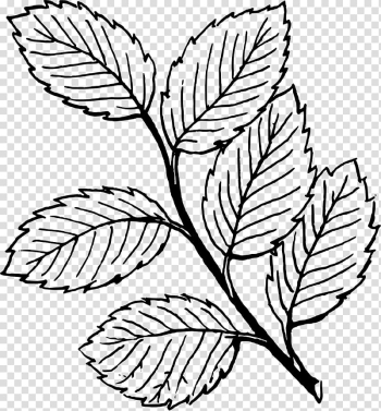 Look at Leaves Autumn leaf color Black and white , leaf outline transparent background PNG clipart