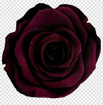 Look Close Rose transparent background PNG clipart
