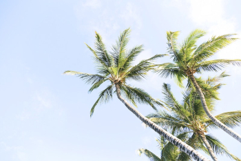 Looking up at bright green | Free Photo - rawpixel