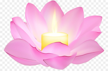 Lotus Lotus