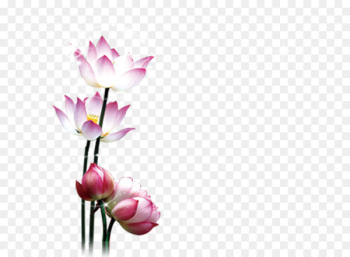 Lotus Lotus