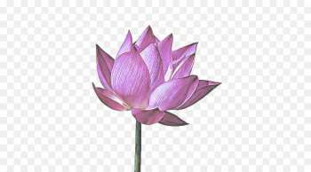 Lotus Lotus
