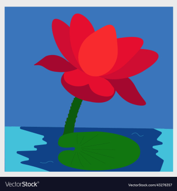 lotus flower lotus flower
