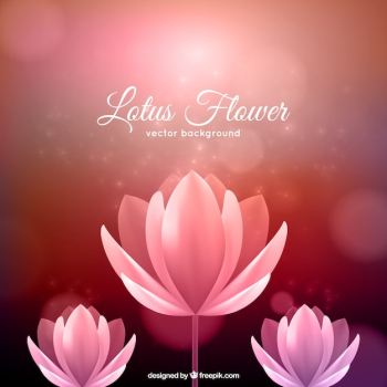 Lotus flower background Lotus flower background