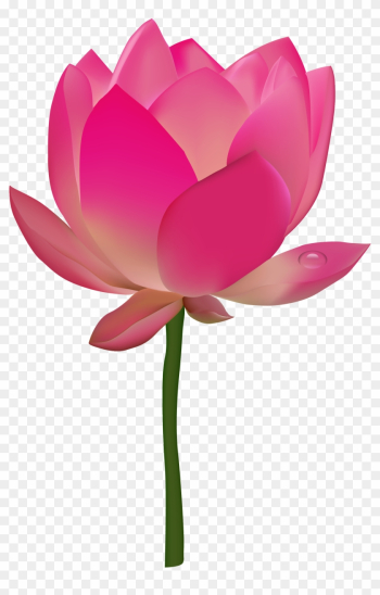 Lotus Flower Png Transparent Vector Png Images - Lotus Flower Vector Png