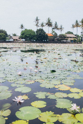 Lotus Flowers On Water