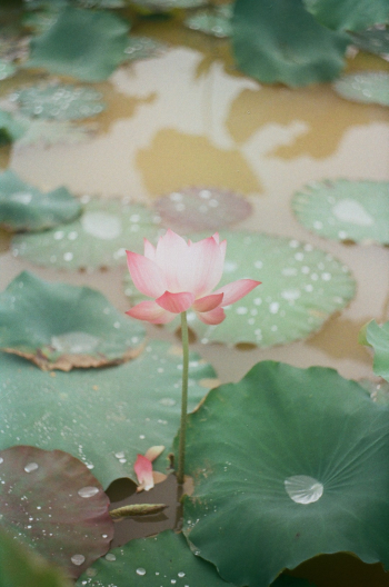 Lotus in Kodak Gold 200. Photo taken with Zenit ET. 