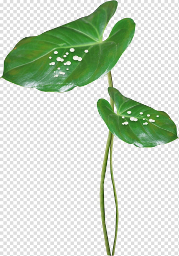 , Lotus leaf transparent background PNG clipart