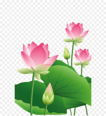 Lotus lotus leaf Lotus lotus leaf