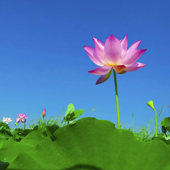 Lotus. Original public domain image | Free Photo - rawpixel