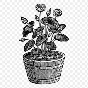 Lotus plant png drawing vintage | Free PNG - rawpixel