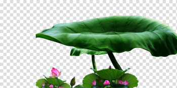 Lotus Pond, Kaohsiung Nelumbo nucifera Lotus effect Pulandian District, Lotus leaf transparent background PNG clipart