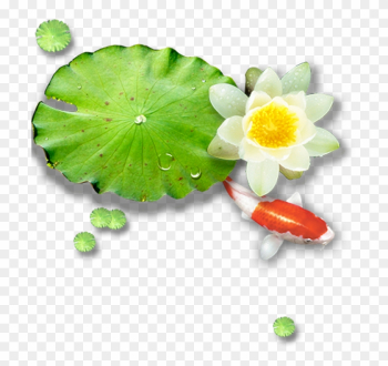 Lotus Pond Leaf Nelumbo Nucifera - Lotus Pond Leaf Nelumbo Nucifera Lotus Pond Leaf Nelumbo Nucifera - Lotus Pond Leaf Nelumbo Nucifera
