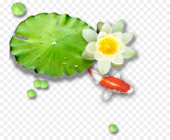 Lotus Pond Leaf Nelumbo nucifera - White water lily Lotus Pond Leaf Nelumbo nucifera - White water lily
