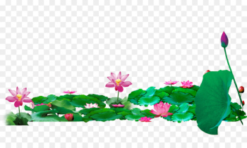 Lotus Pond Nelumbo nucifera Download - Lotus Lotus Pond Nelumbo nucifera Download - Lotus
