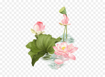 Lotus Pond Nelumbo nucifera - Lotus Lotus Pond Nelumbo nucifera - Lotus